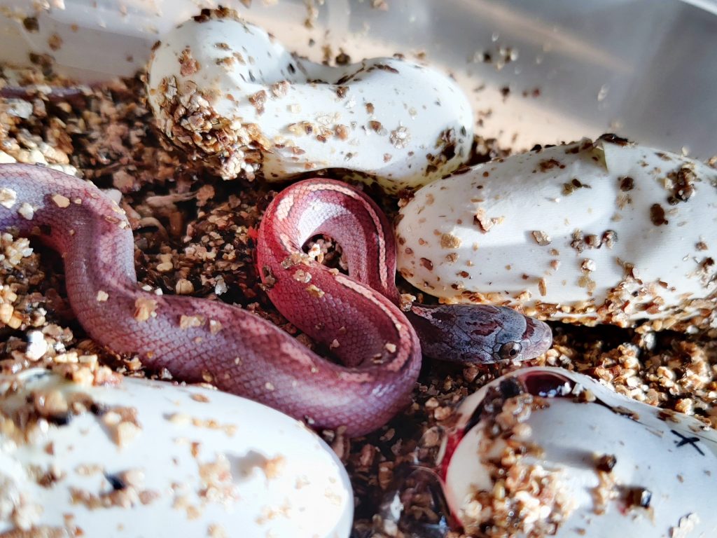 Gallery Detail: Hatchlings
