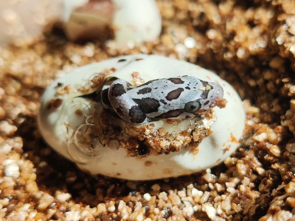 Image showcasing King Snake Hatchling Care: Essentials for Raising Healthy Snakes